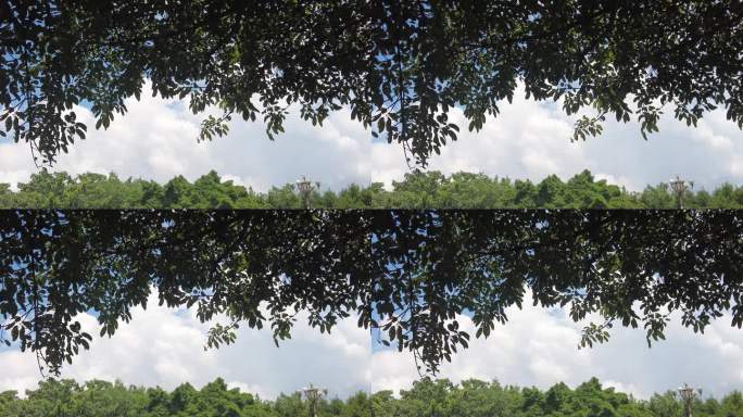 夏日蓝天白云树枝树叶植物实拍 (8)