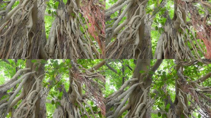 佛塔地区一棵500年树龄的榕树的长根
