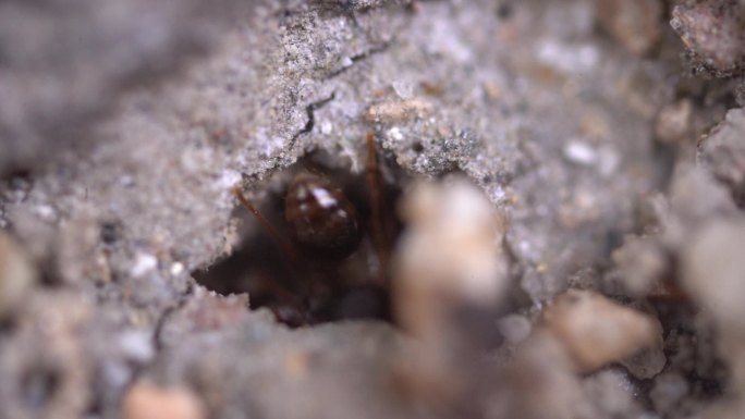 蚂蚁 团队合作  生物多样性