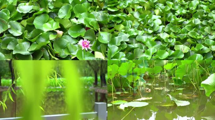 雨后的荷叶水塘