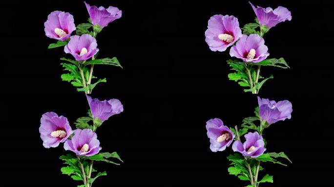 树芙蓉花盛开。花蕾开成紫色的大花。一株盛开的紫罗兰木槿的时间流逝。详细的宏观时间间隔开花粉红色的花。