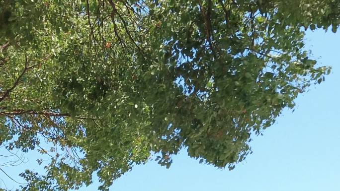夏日蓝天树枝树叶植物实拍枫叶