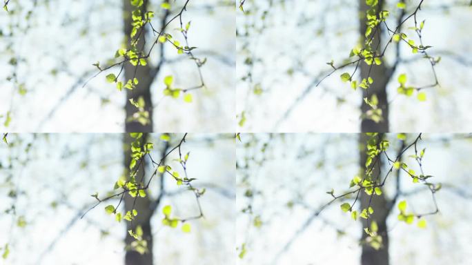 春天里白桦树嫩叶的剧照