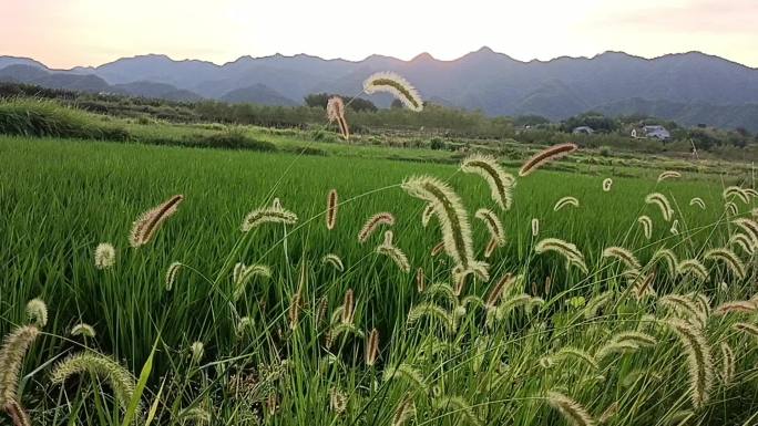 8月稻田 水稻28狗尾巴草