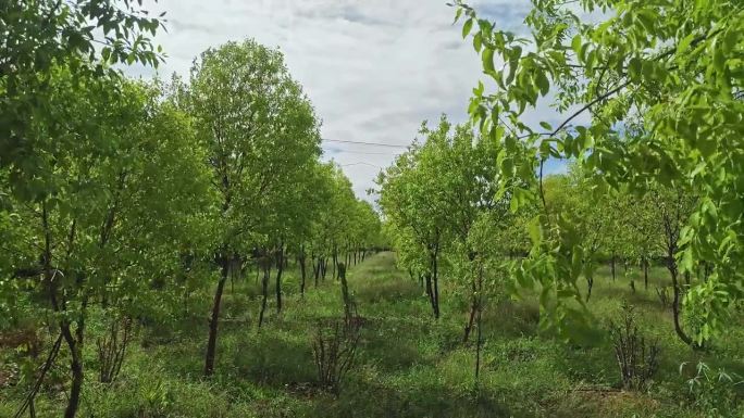 印度农村田地里的一棵年轻的檀香木种植园的全景