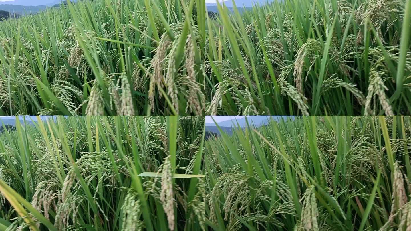 9月稻田 水稻5