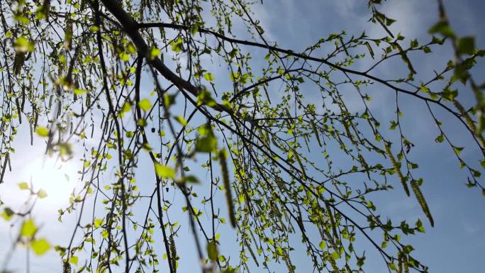 在春天长出新绿叶子的桦树