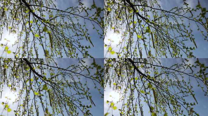 在春天长出新绿叶子的桦树