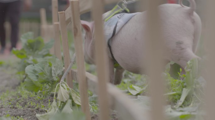 C广西三江家猪实拍视频