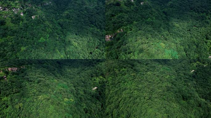 航拍俯拍植被茂密的山林森林