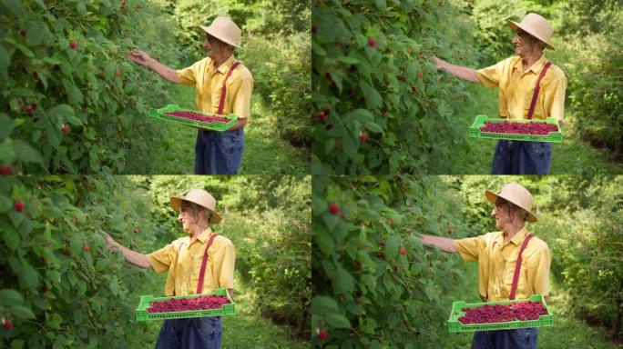 资深农民正在采摘树莓