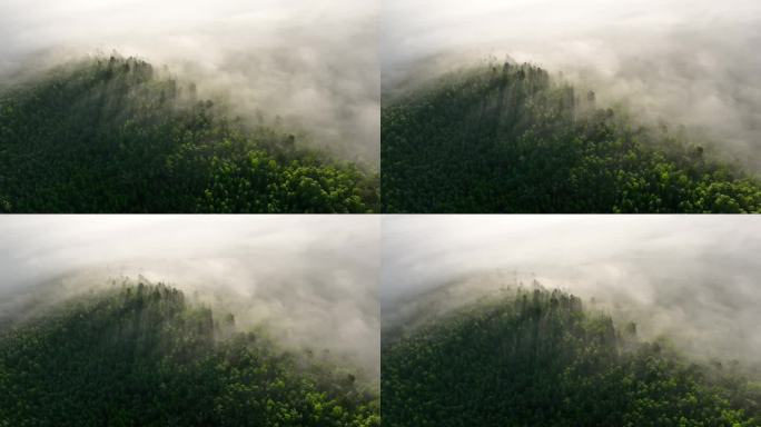 晨雾缭绕的绿色山林