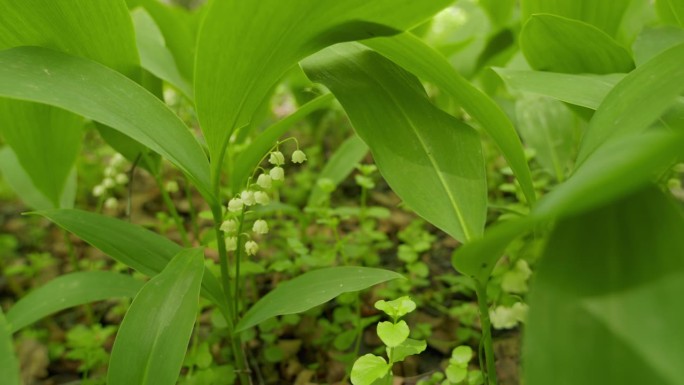 春天，山谷里的百合花在树林中生长。铃兰属马贾利。广角镜头。