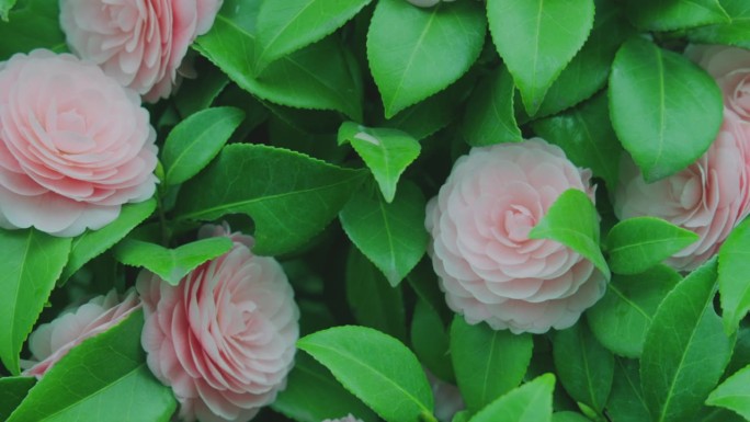 山茶花，美丽的粉红色
