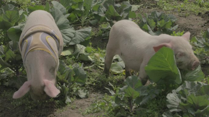 C广西三江家畜特写视频