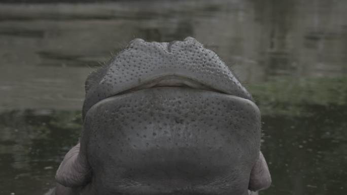 河马张大嘴巴 8K