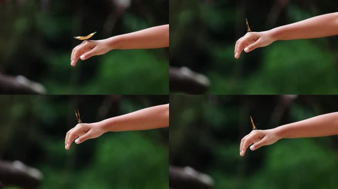 美丽的蝴蝶在森林里拍打着孩子的手