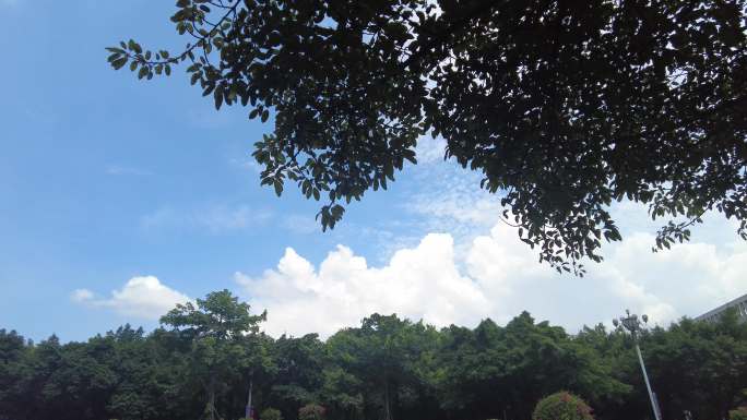 夏日蓝天白云树枝树叶植物实拍 (2)