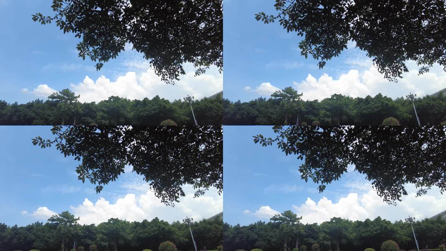 夏日蓝天白云树枝树叶植物实拍 (2)
