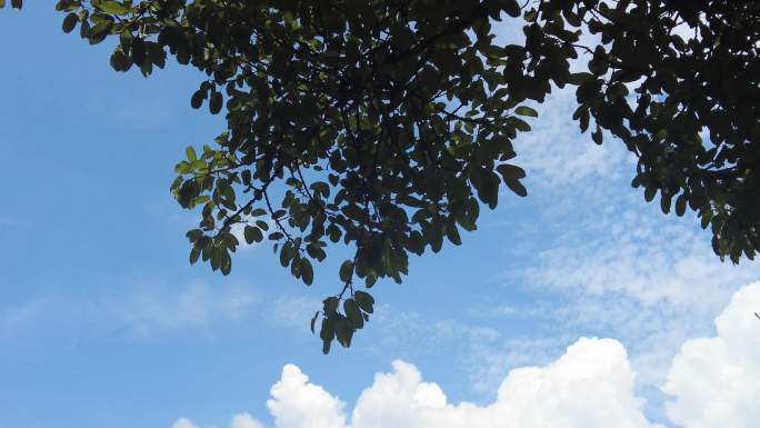 夏日蓝天白云树枝树叶植物实拍 (1)