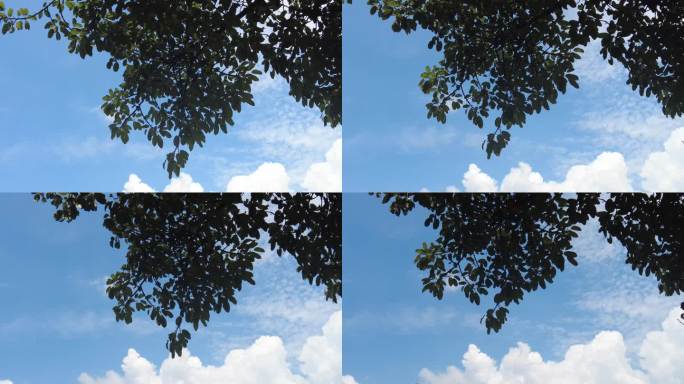 夏日蓝天白云树枝树叶植物实拍 (1)