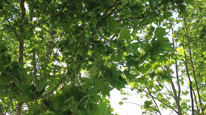夏日蓝天树枝树叶植物实拍枫叶 (3)