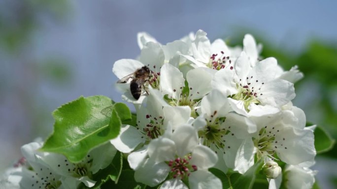蜜蜂授粉，在白梨苹果花上采集花蜜。慢镜头，特写。