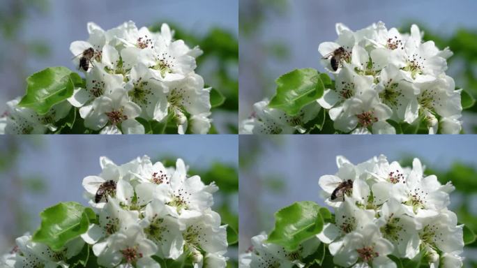 蜜蜂授粉，在白梨苹果花上采集花蜜。慢镜头，特写。