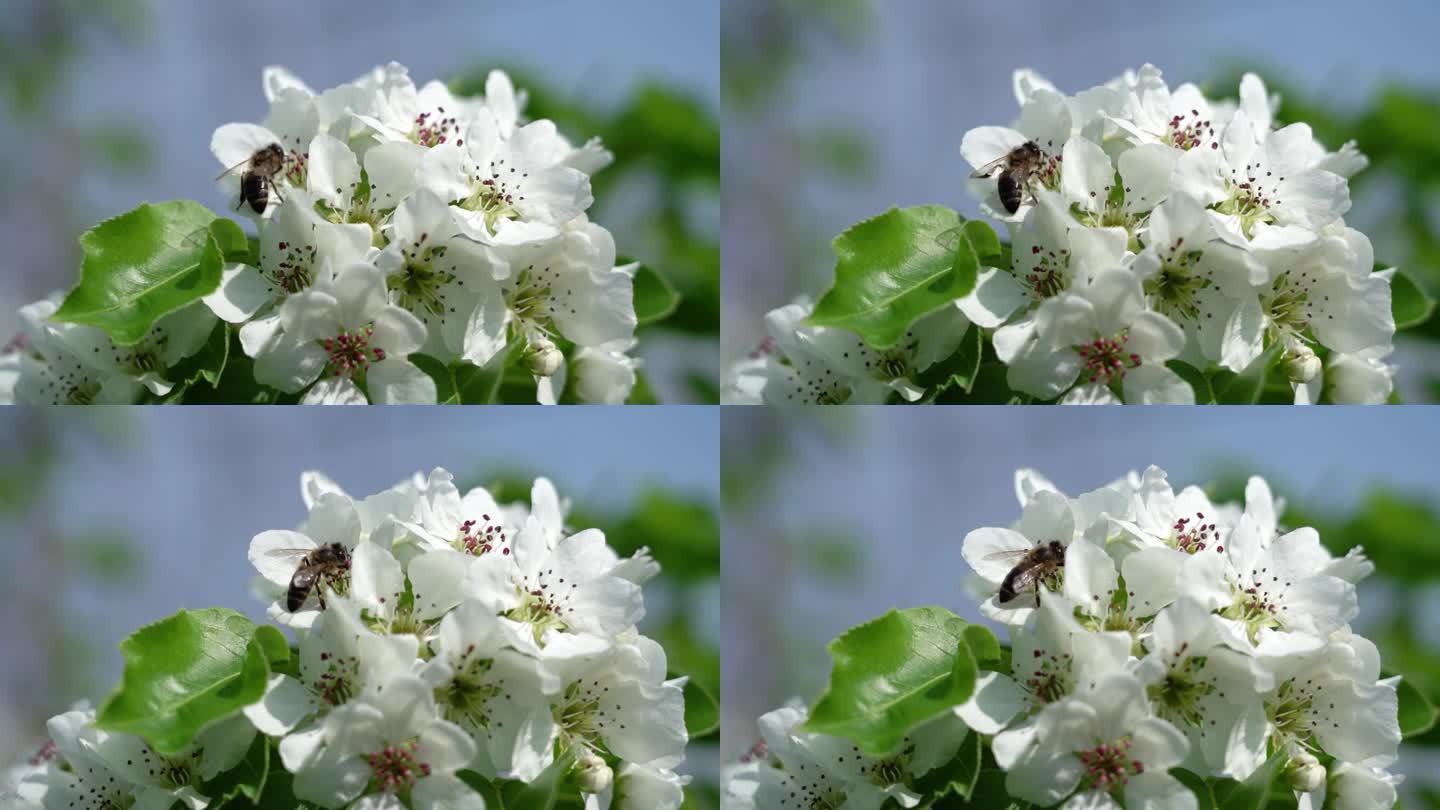 蜜蜂授粉，在白梨苹果花上采集花蜜。慢镜头，特写。