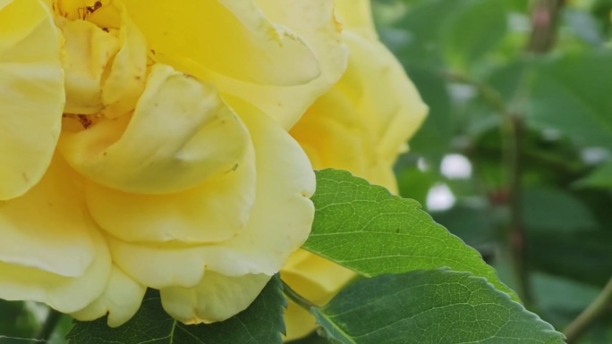 在一个炎热的夏日，花园里黄色卷曲玫瑰的花蕾。这棵灌木的树龄大约是15年。