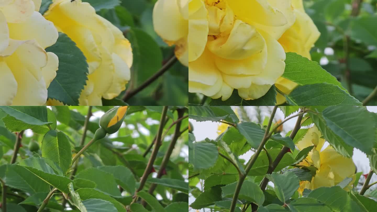 在一个炎热的夏日，花园里黄色卷曲玫瑰的花蕾。这棵灌木的树龄大约是15年。