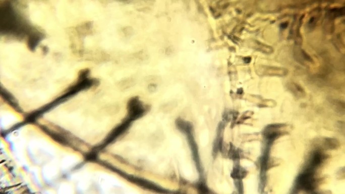 害虫果蝇标本显微镜 (2)