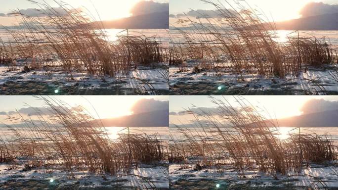 在冬天的夕阳下，芦苇在结冰的犹他湖畔随风飘扬