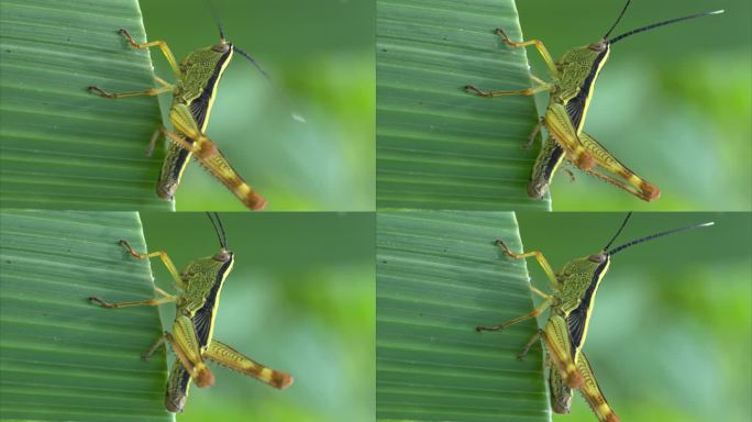 4K夏日昆虫微距实拍10