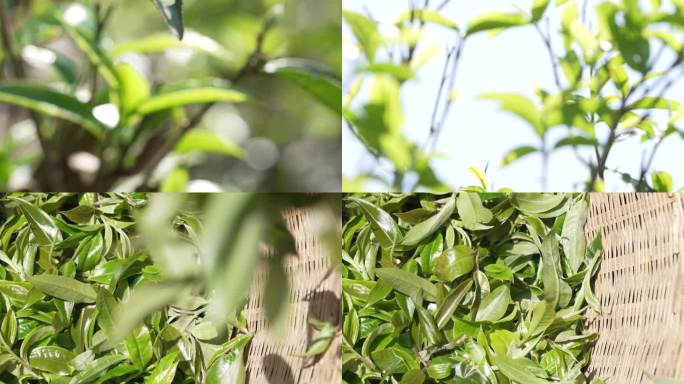 阳光茶树叶