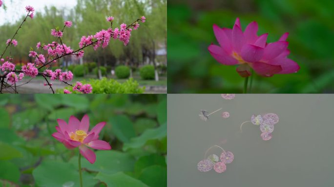 小雨中公园的荷花海棠花等