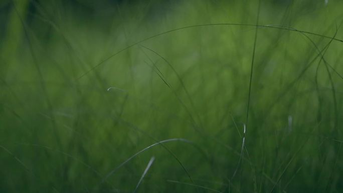 柔软的草绿背景夜月光照亮花园景观细节4k