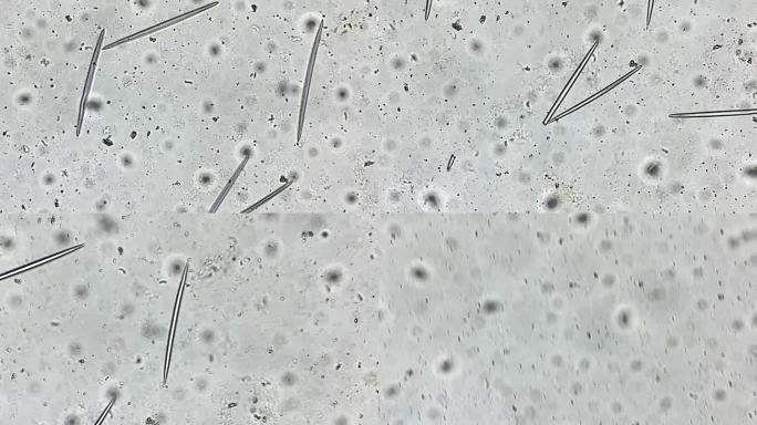 海绵骨针显微镜放大 (1)