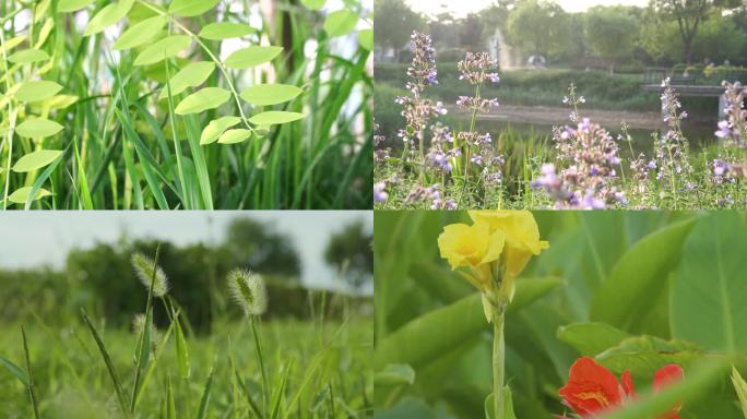 小区 公园楼下花草