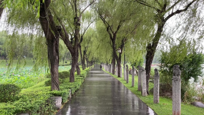 风雨中的垂柳