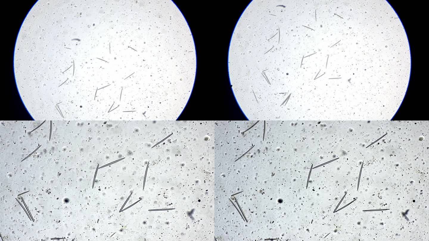 海绵骨针显微镜放大 (3)