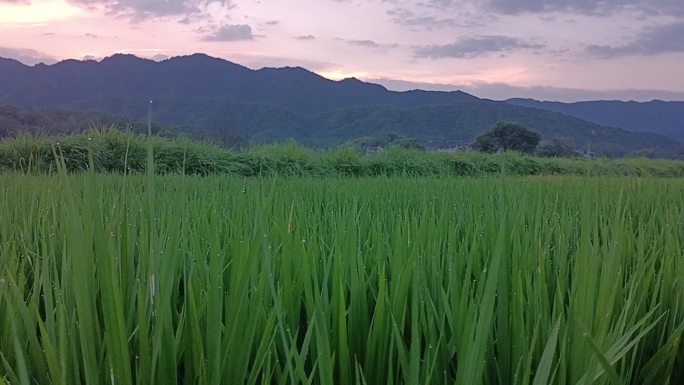 8月稻田 水稻4