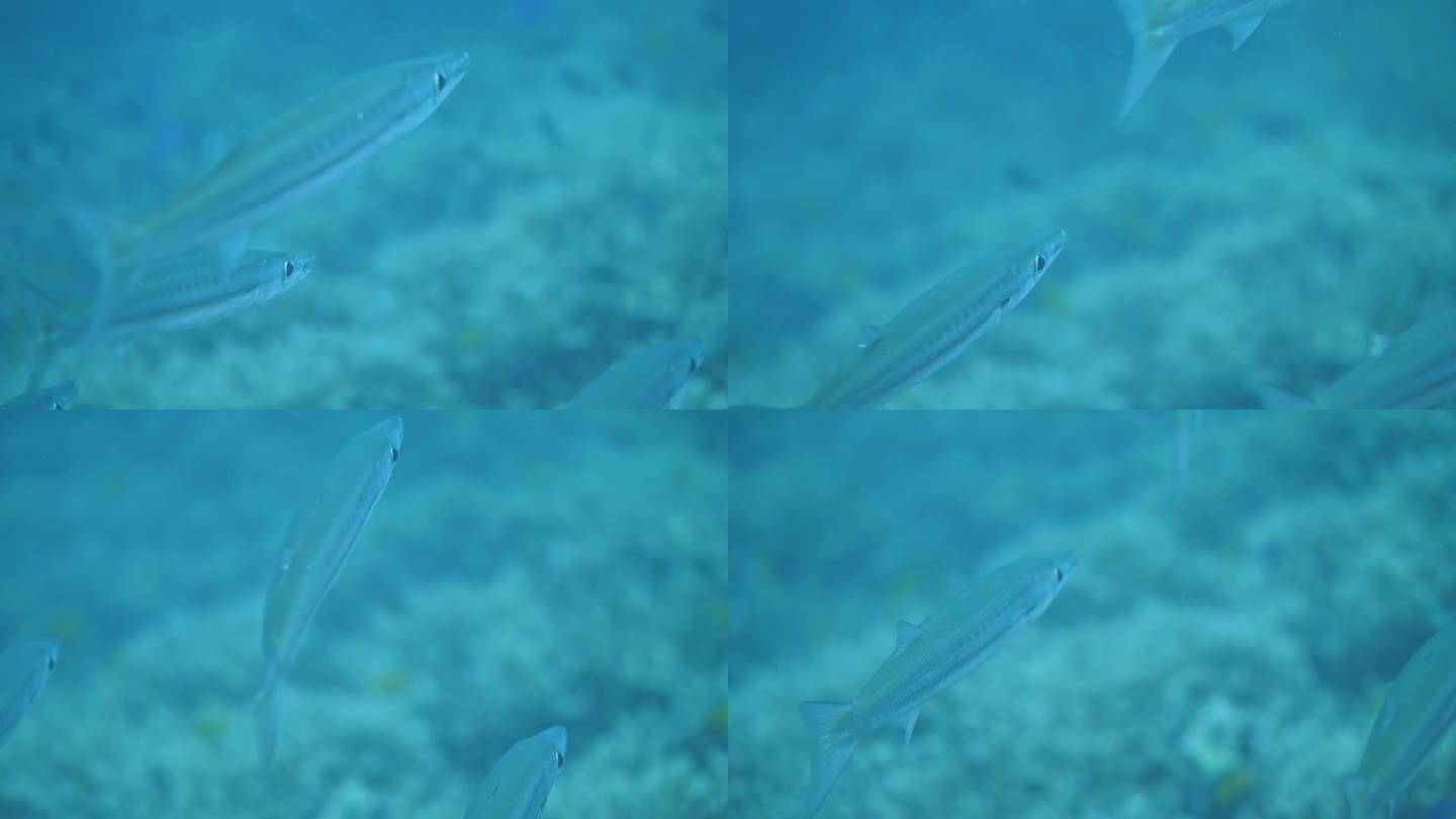 喇叭鱼样本在蓝绿色的水里游过岩石底部