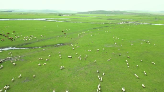 航拍内蒙古呼伦贝尔草原羊群