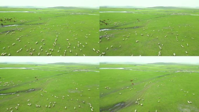 航拍内蒙古呼伦贝尔草原羊群