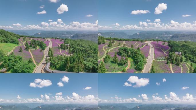 巴东野山关花海蓝天白云