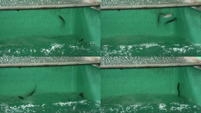 鱼孵化场的科卡尼鲑鱼鱼苗在跳跃