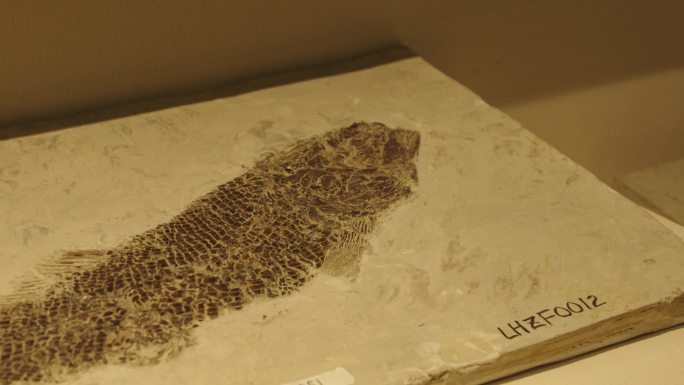古生物博物馆生物化石