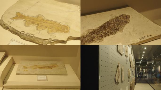 古生物博物馆生物化石