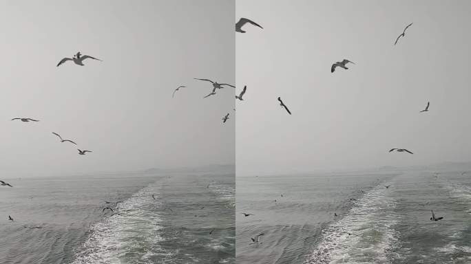 大海上追逐渡轮的海鸥